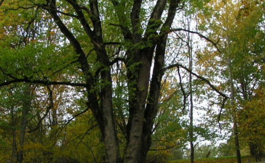 5_Plateliu vinksna. Nuotr. is ZNPD archyvo.jpg